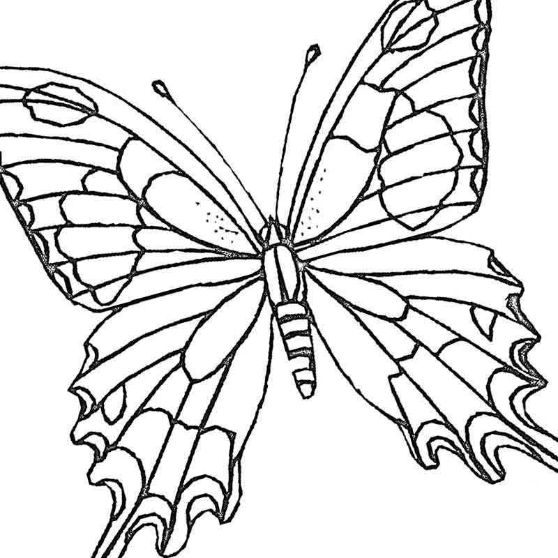 Адекватная бабочка