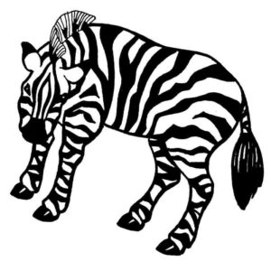африканская полосатая зебра