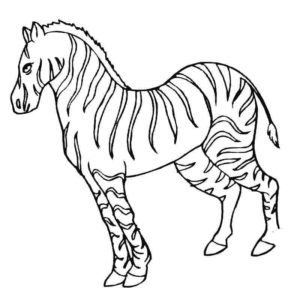 африканская зебра