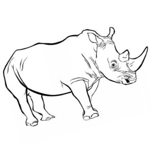 африканский носорог