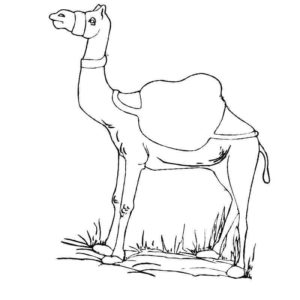 африканский верблюд
