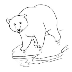 арктический белый медведь