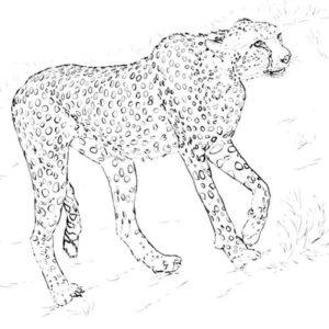 Азиатский гепард