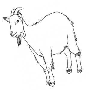 белая коза