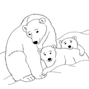 белая медведица с малышами