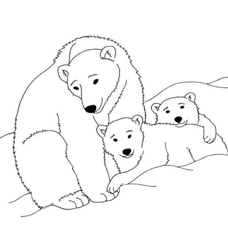 белая медведица с малышами