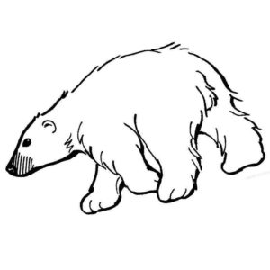 белый медведь идет