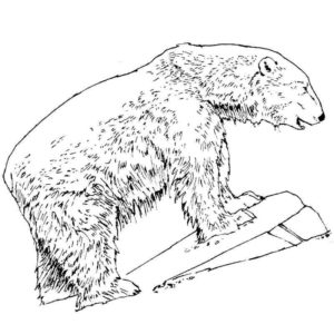 белый медведь на камне