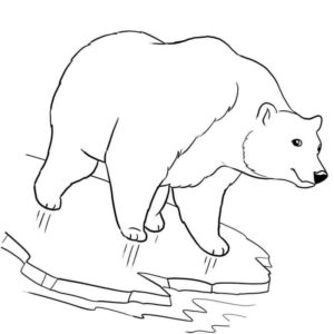 белый медведь на льдине