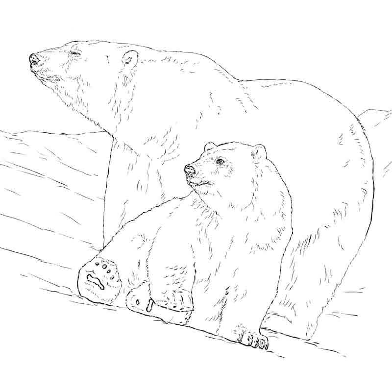 белый медведь стоящий на камне