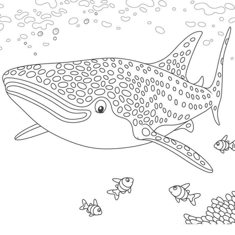 Раскраски акул 🎨 распечатать бесплатно для детей