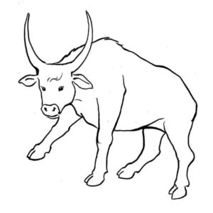 большие рога быка