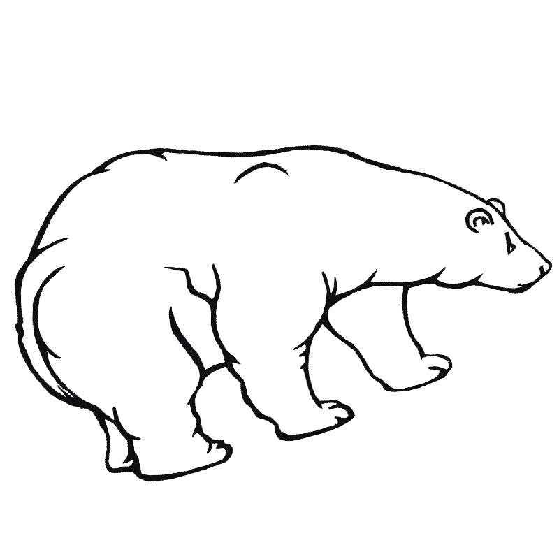большой белый медведь