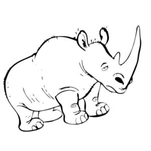 большой рог у носорога