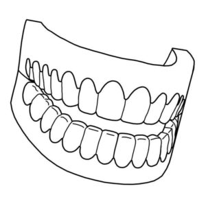 челюсть с зубами