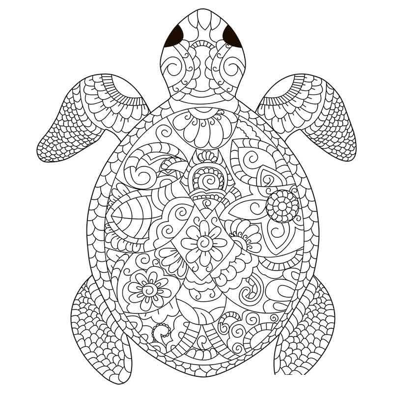 Раскраски Черепаха – распечатать бесплатно А4