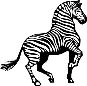 черно-белая зебра