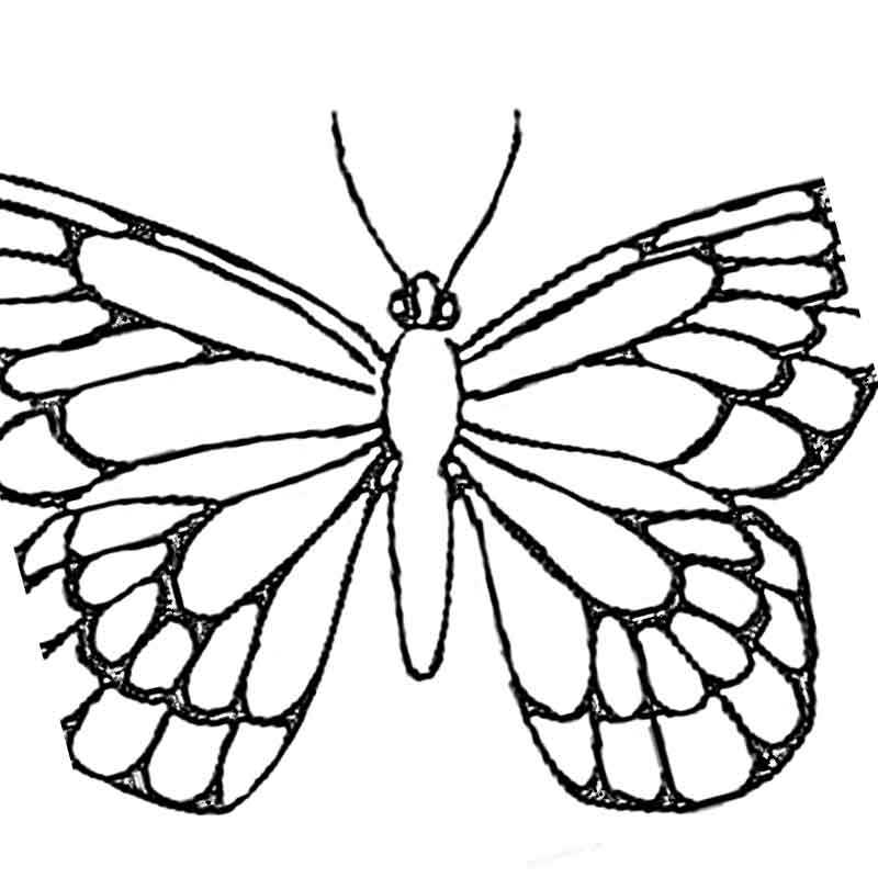 Четкая бабочка