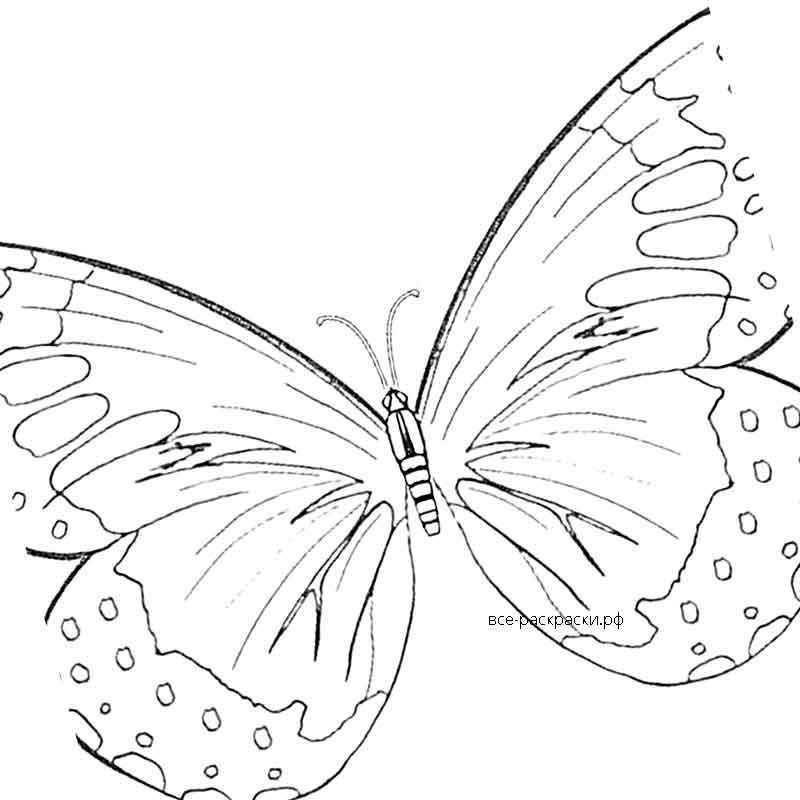 Чудесная бабочка