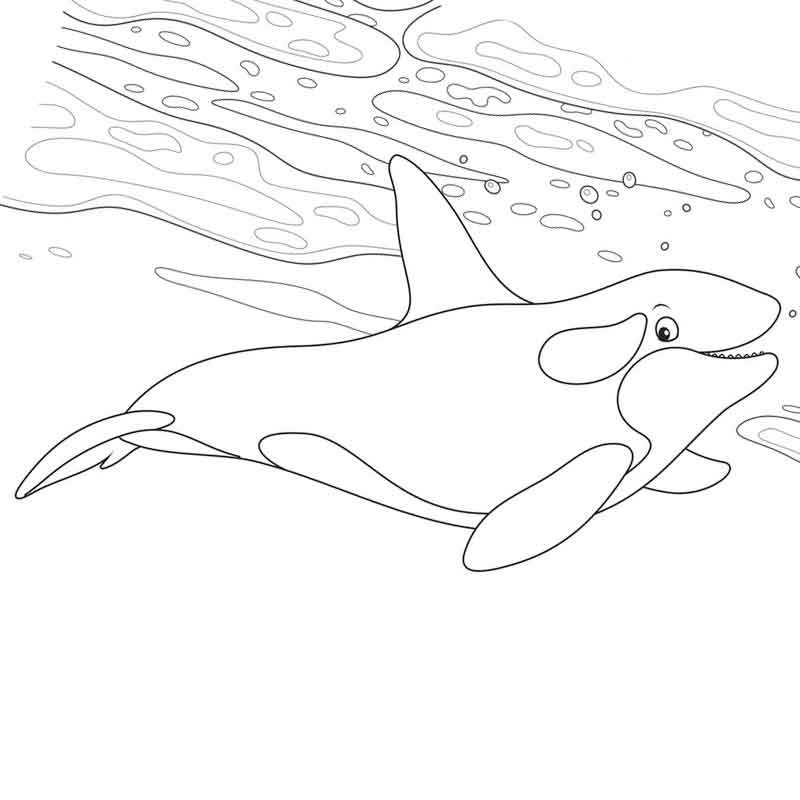 Раскраска дельфинарий - 66 фото