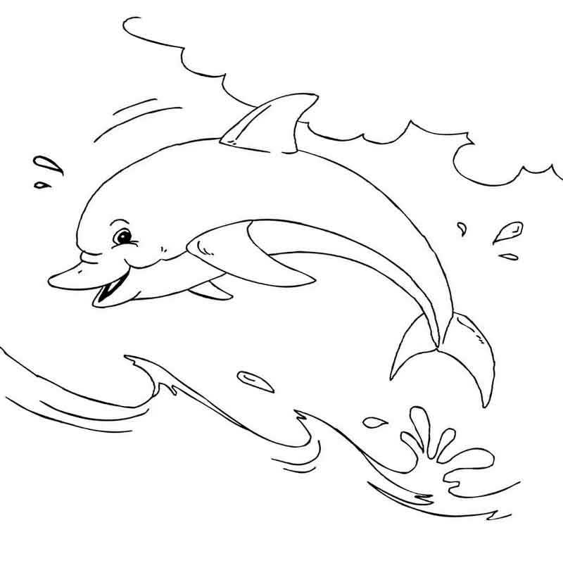 дельфин в море