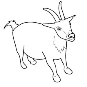деревенская коза