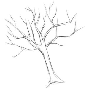 дерево без листьев на ветках