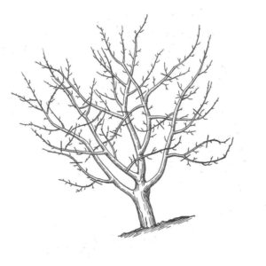 дерево без листьев зимой
