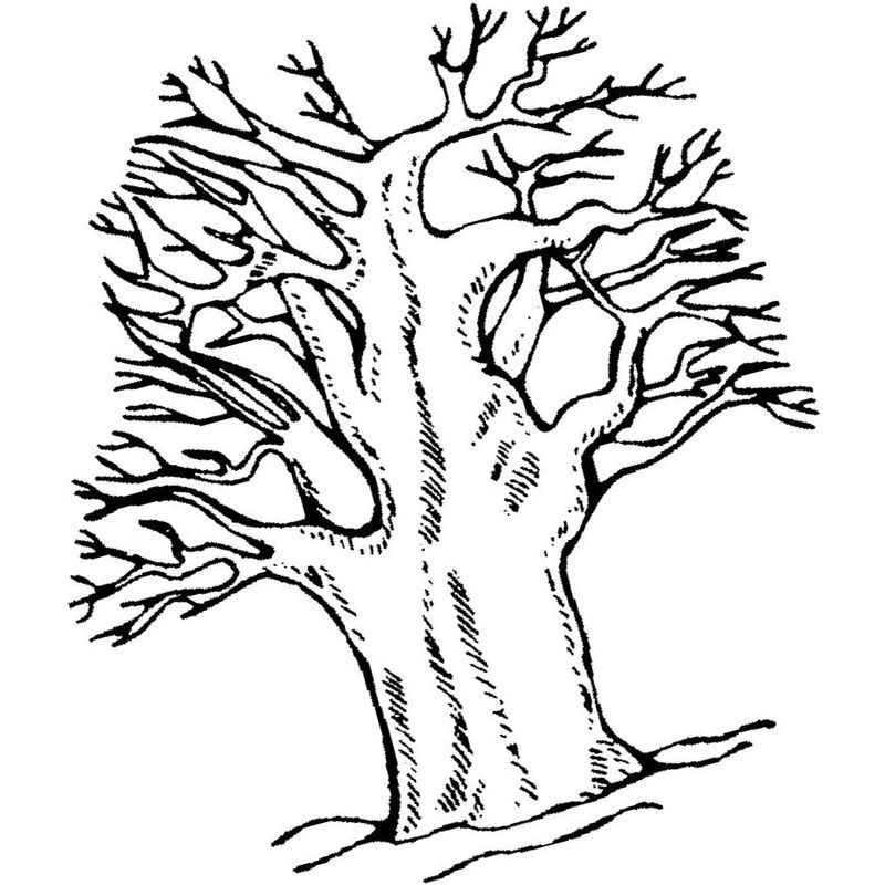 дерево дуб без листьев