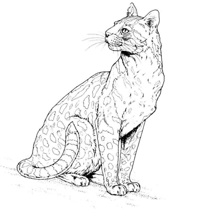 дикая кошка гепард