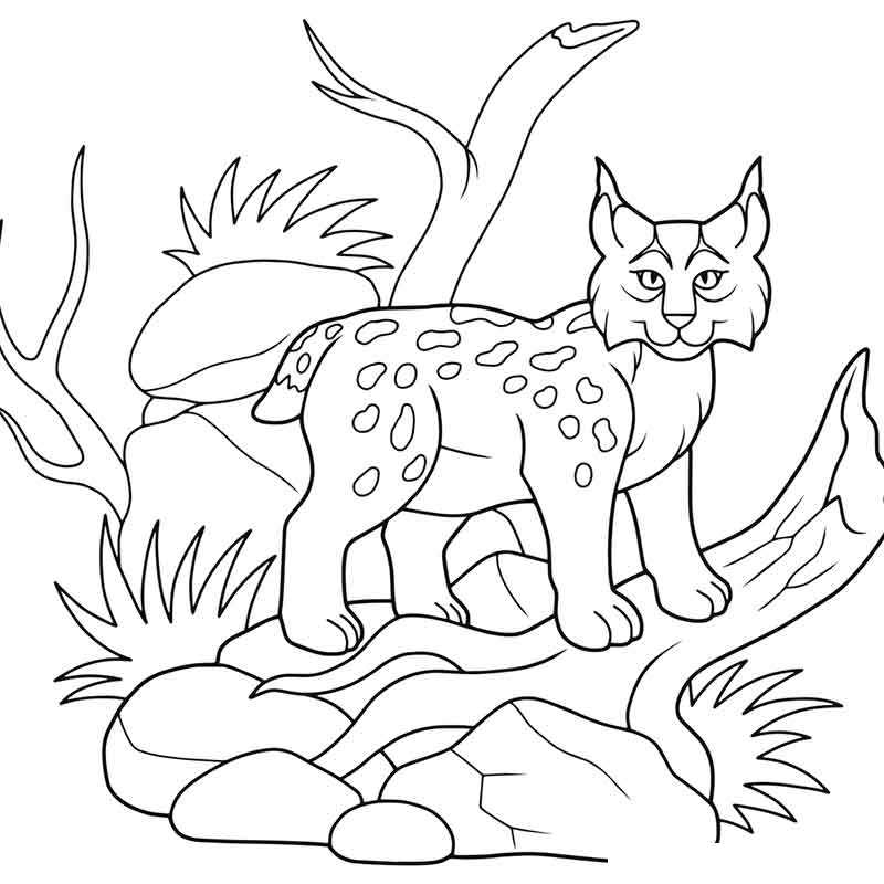 Раскраски дикая, Раскраска дикая кошка в поле Домашние животные.