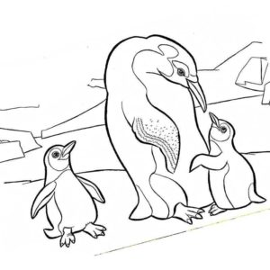 дикие животные императорский пингвин