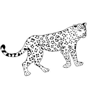 дикие животные леопард