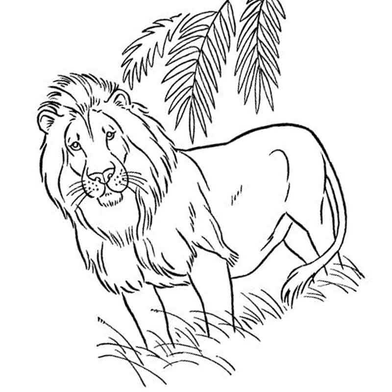 дикие животные лев