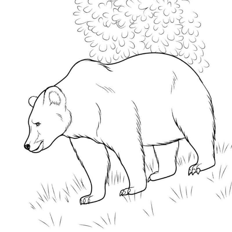 дикие животные медведь в лесу