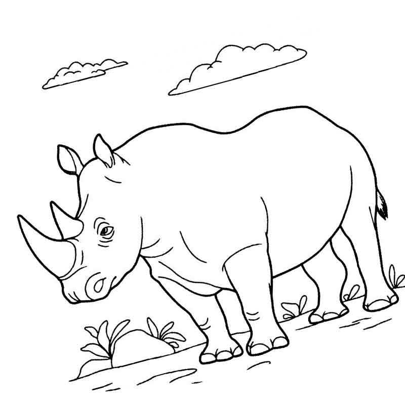 дикие животные носорог