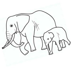 дикие животные слоны