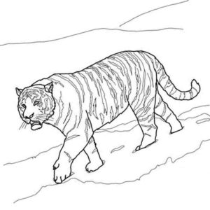 дикие животные тигр идет по снегу