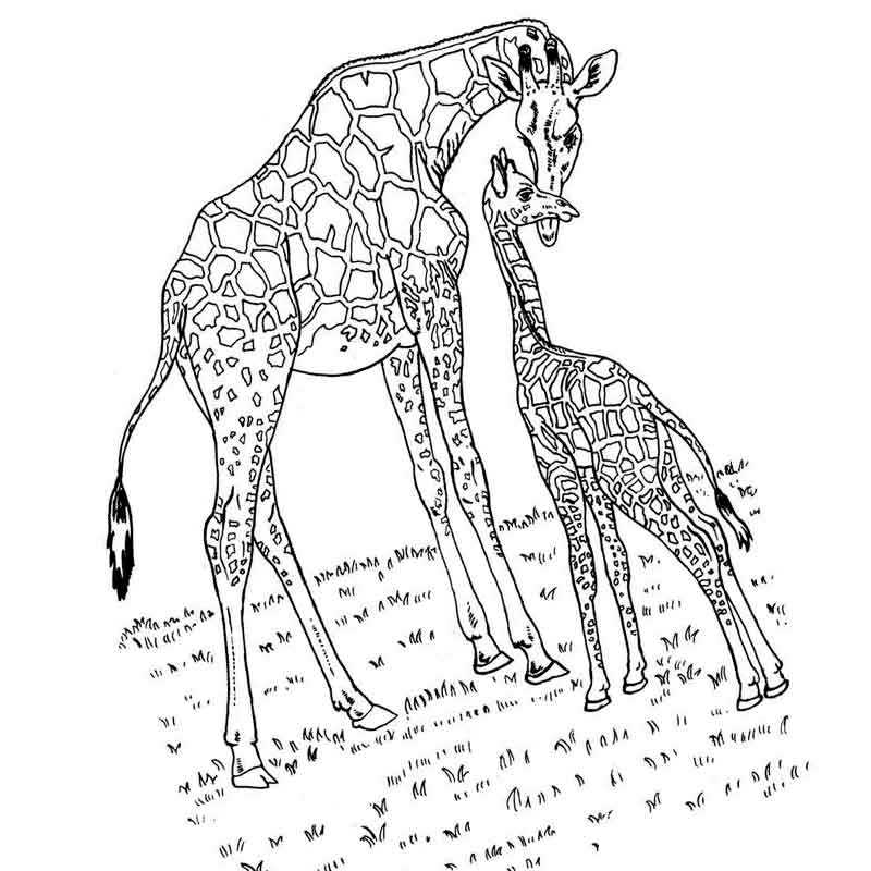 дикие животные жираф с детенышем