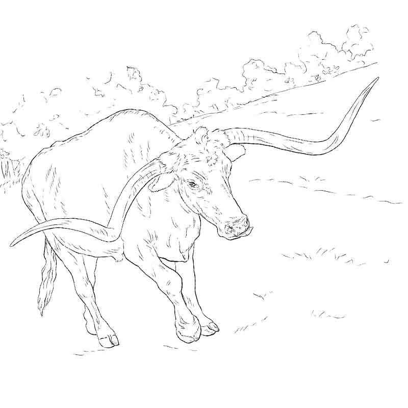 длинные рога быка
