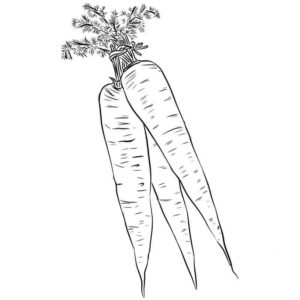 длинные желтые морковки