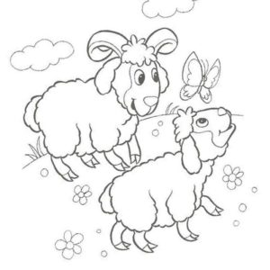 домашние животные баран и овечка