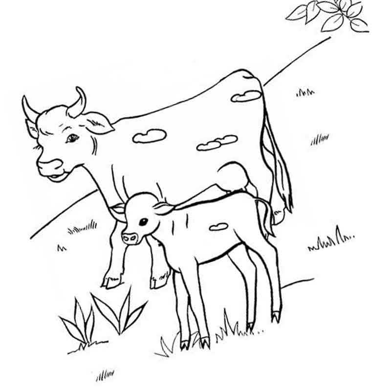 домашние животные корова и теленок