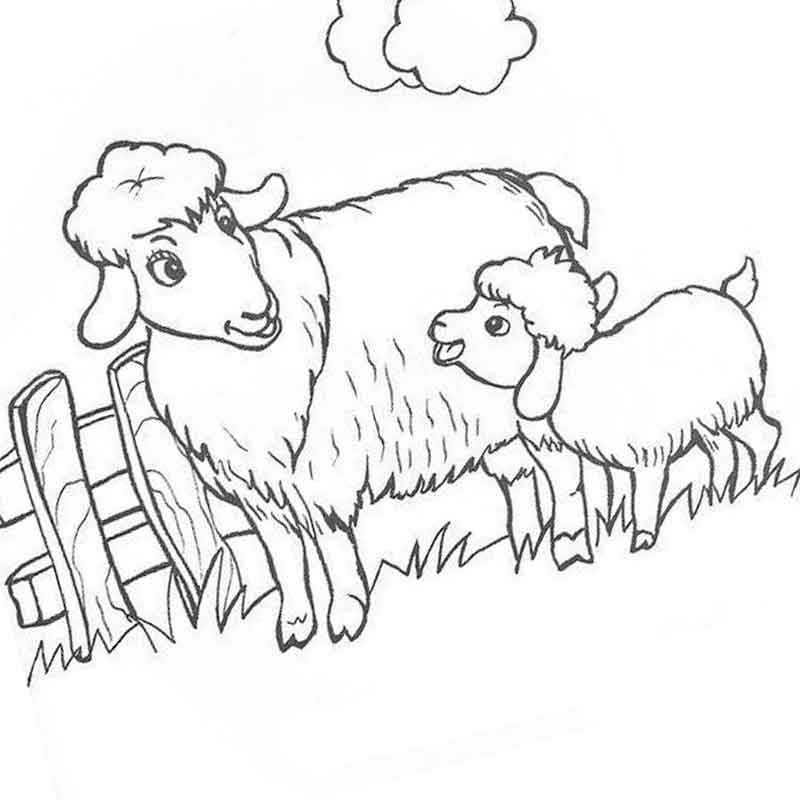 домашние животные овца и ягненок