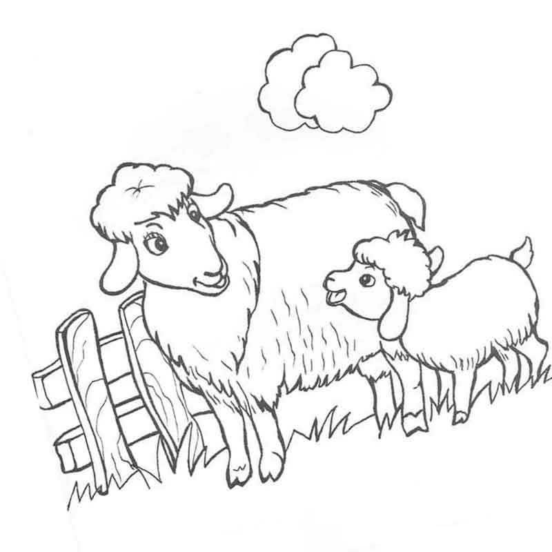 домашние животные овечка и ягненок у забора
