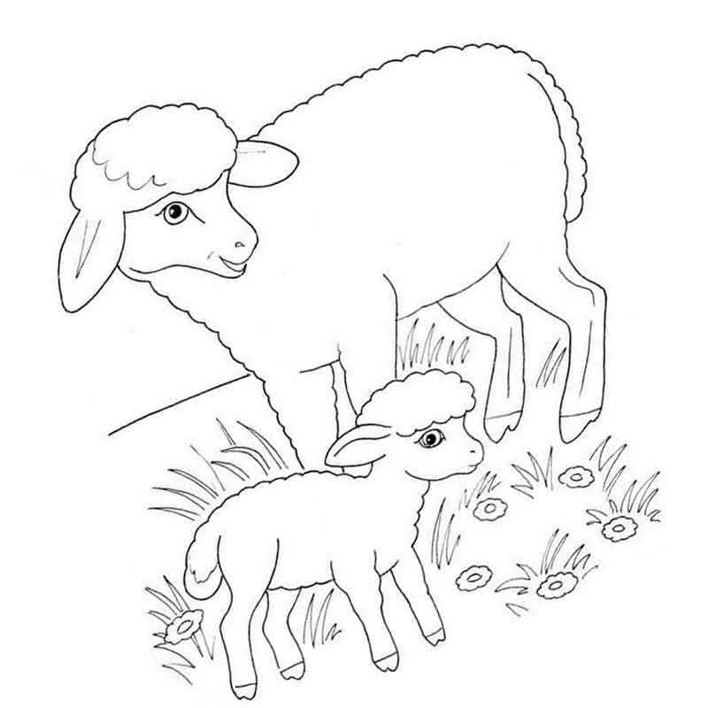 Раскраски Овцы