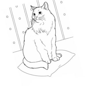 домашние животные сибирска кошка
