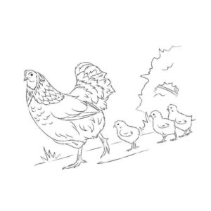 домашняя птица курица и цыплята