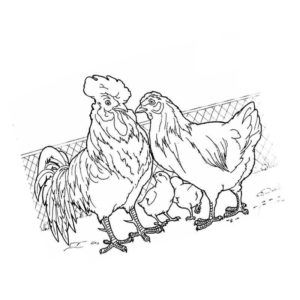 домашняя птица курица и петушок