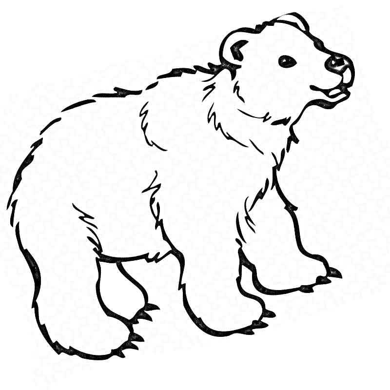 довольный белый медведь